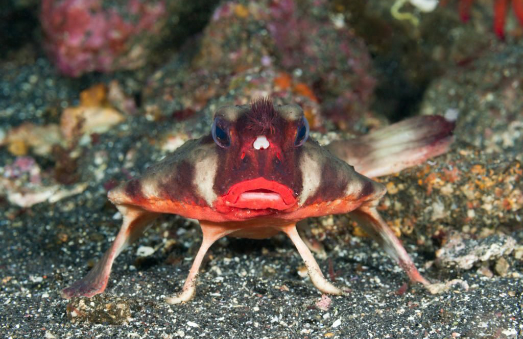 Galapagos batfish