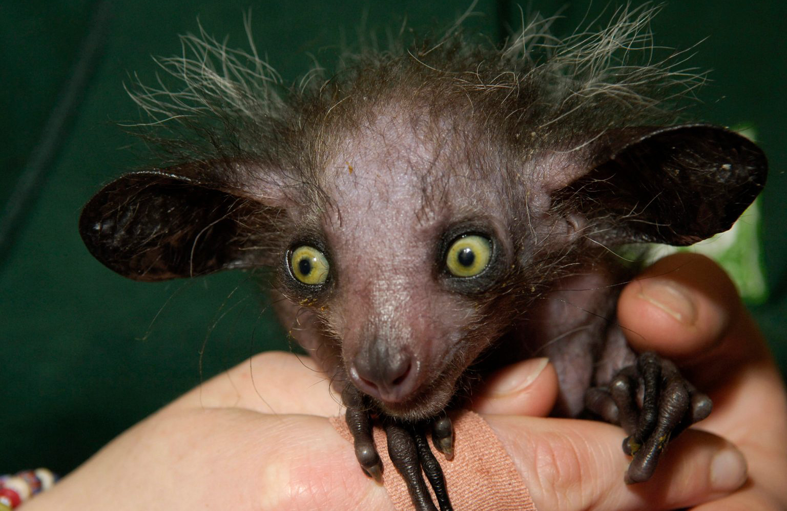 Aye-aye