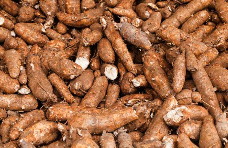 Cassava
