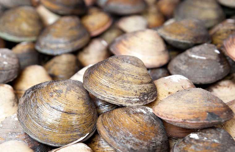 Shellfish