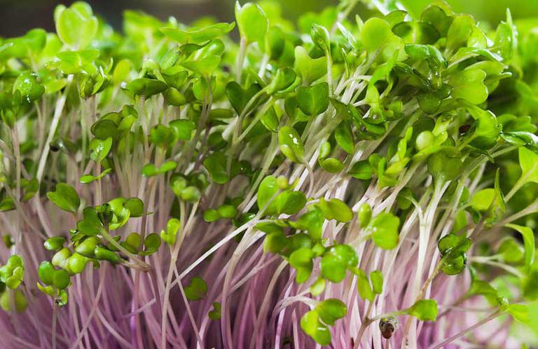 Raw sprouts