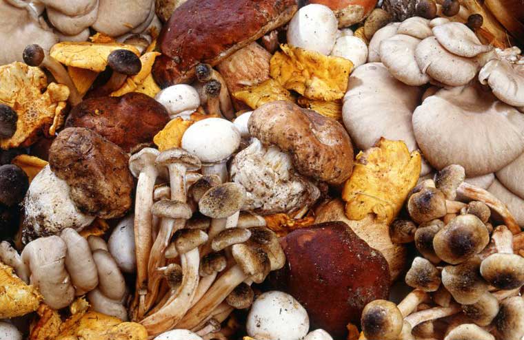 Wild mushrooms