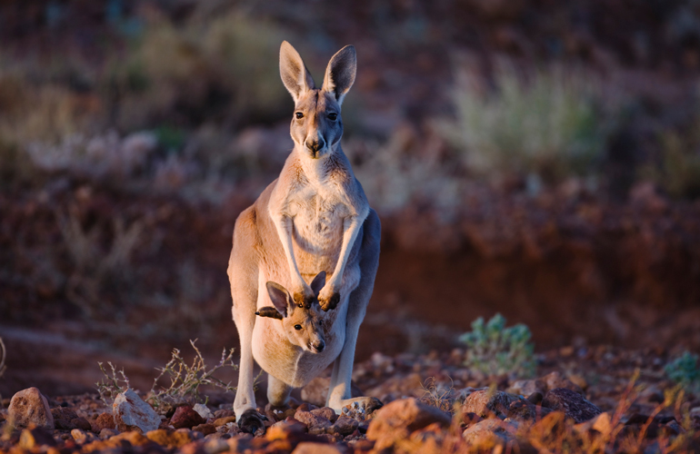 Kangaroos are ruthless mothers
