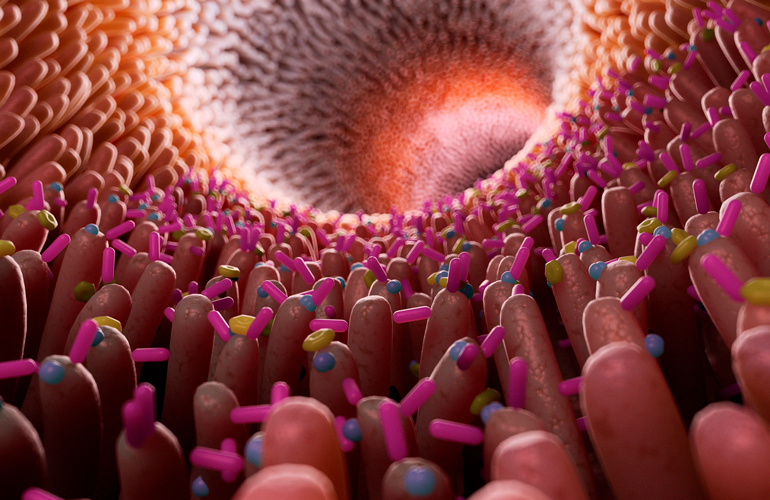 How does a gut microbiome form?