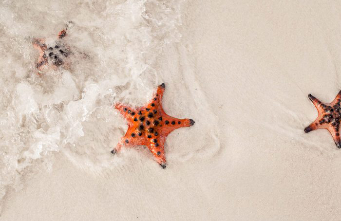 Starfish have ghoulish eating habits