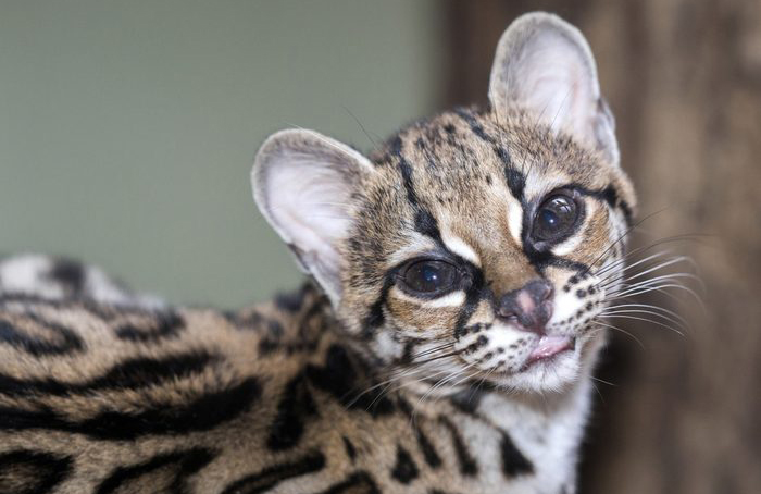 Margays are psychological manipulators