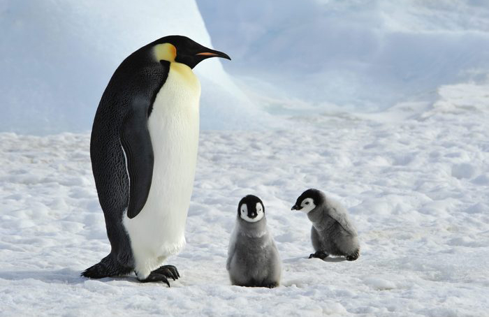 Female penguins will kidnap other’s chicks