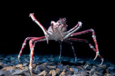 large crab