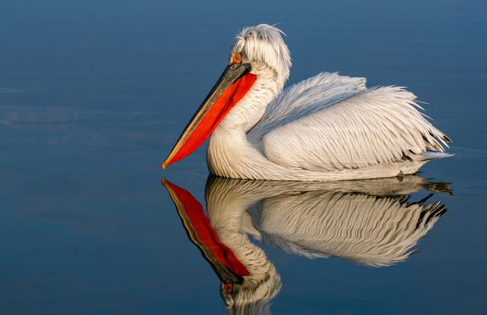 Dalmatian pelican