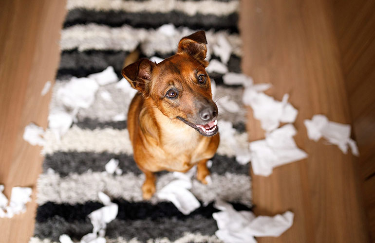 Why is obedience training important?