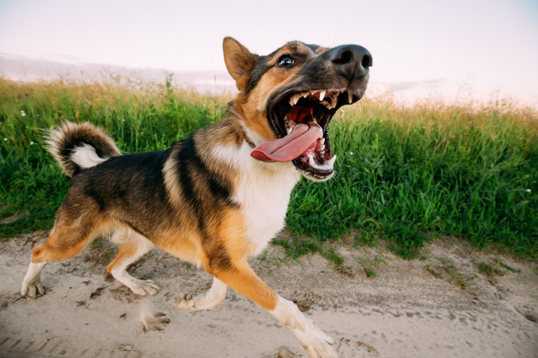 They snarl or growl when you get too close to their possessions