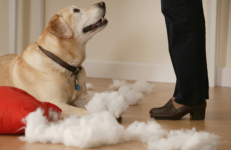 They chew up the house