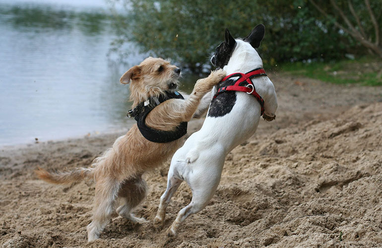 They’re mean to other dogs