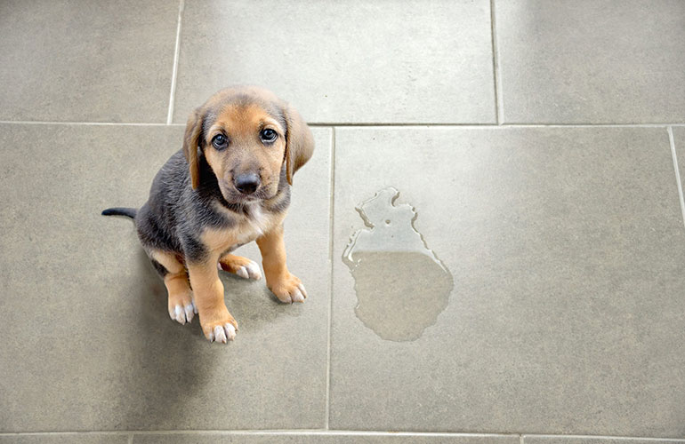 They pee in the house