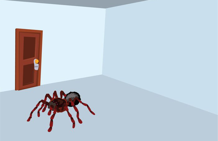 A tarantula