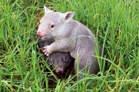 Best of buddies