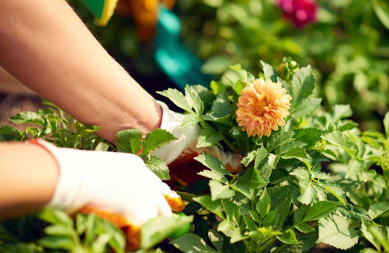 “I love to garden”