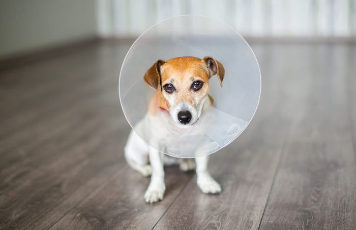 Underlying causes of pain in dogs