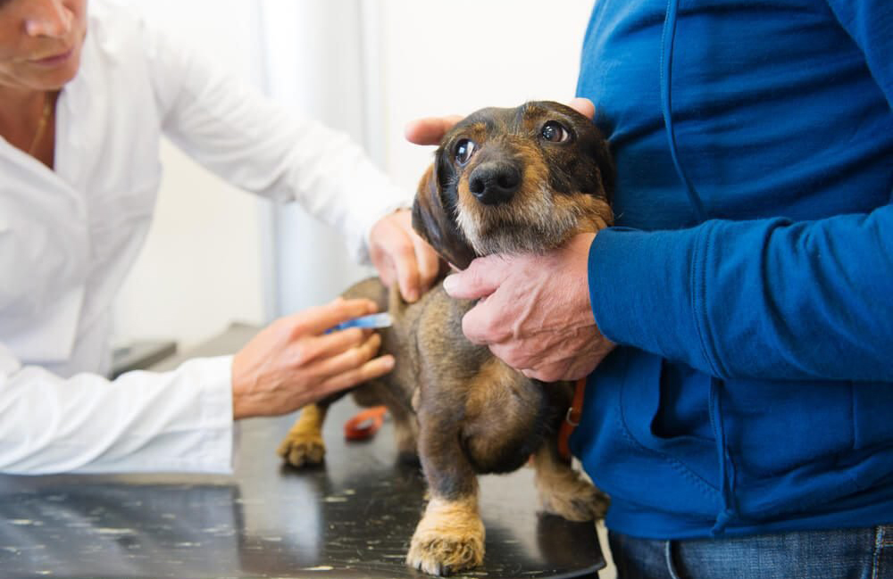 How you can help your dog when he is in pain