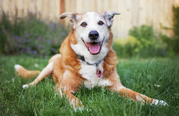 Your dog is breathing heavily