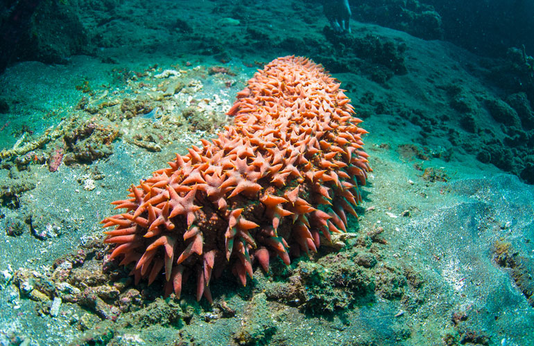 Sea cucumber