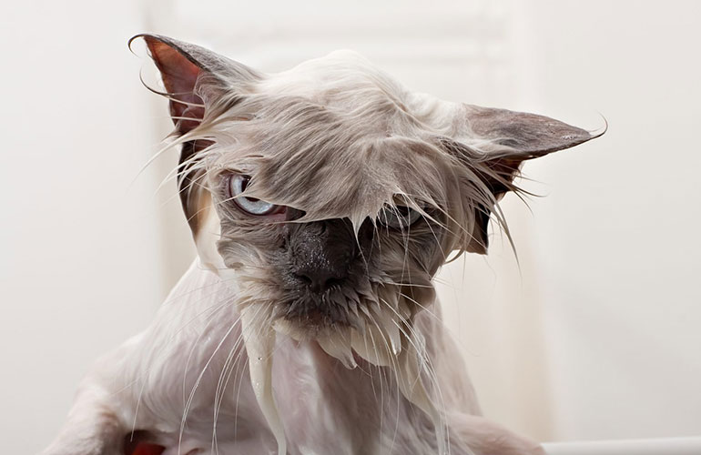 Why do cats hate water?