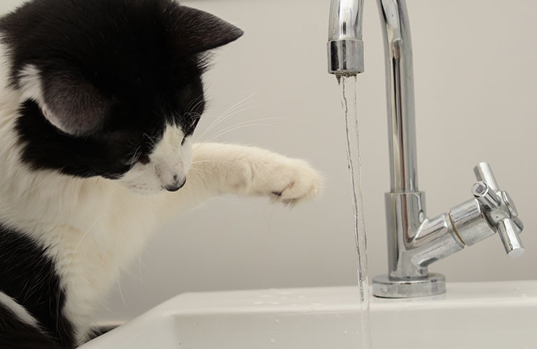 Why do cats hate water but play with a running tap?