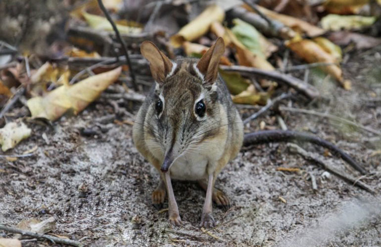 Elephant shrew