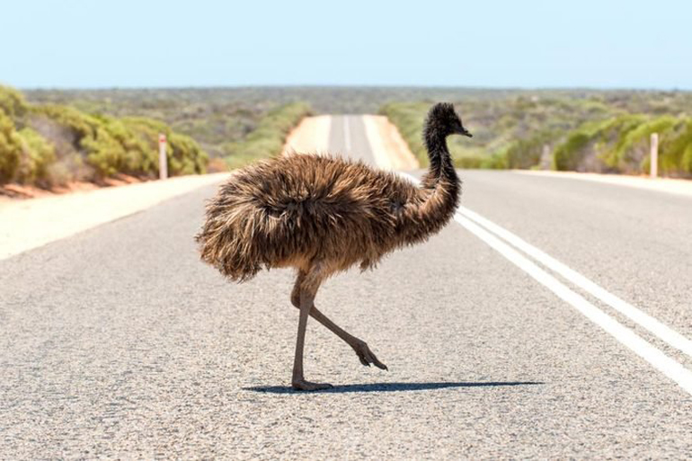 The breaking-and-entering emu