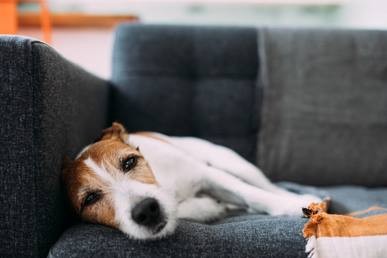 What makes dogs sad?