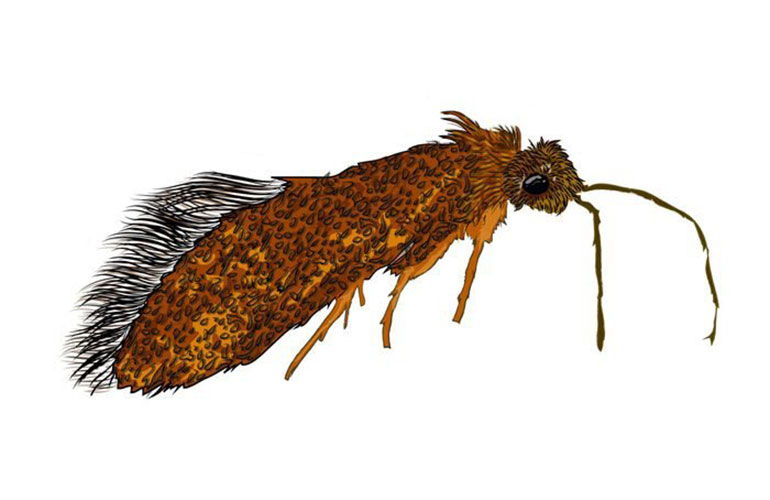 Enigma moth