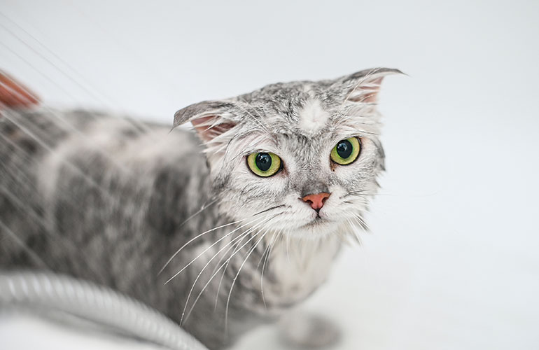 Water makes a cat’s coat feel icky