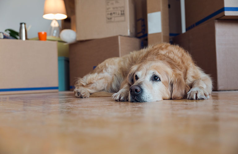 Moving to a new home
