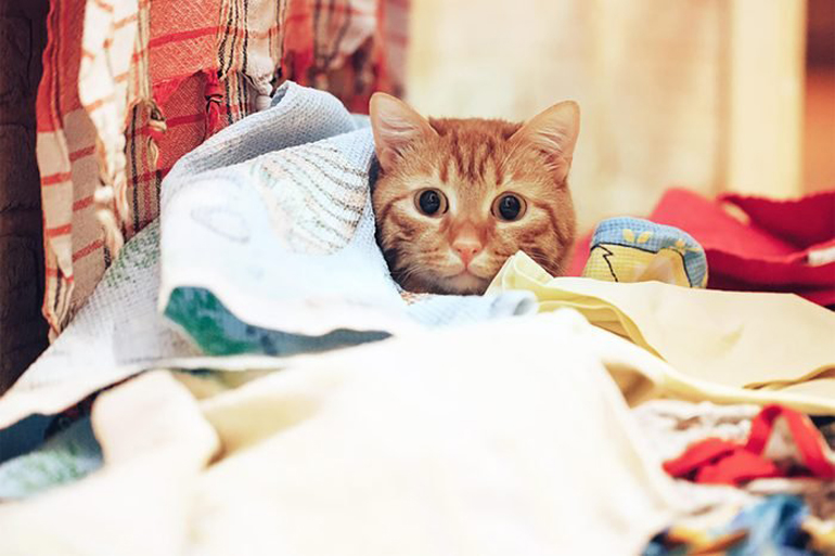 Cats fear the unknown