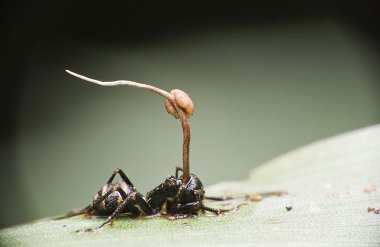 Mind-control fungus