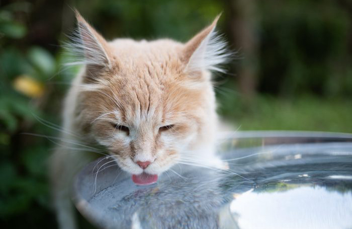 They don’t need to drink much water