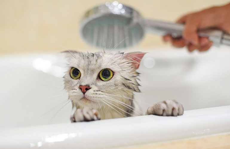 Cats aren’t water-loving creatures
