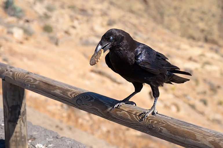 The evidence-tampering crow