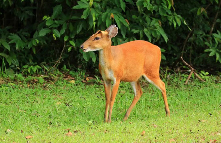 Leaf deer