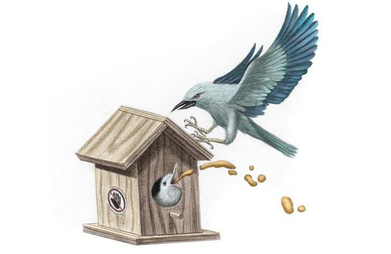 Eurasian roller bird