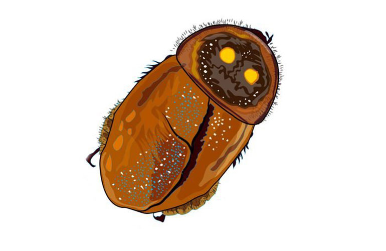 Glowing roach
