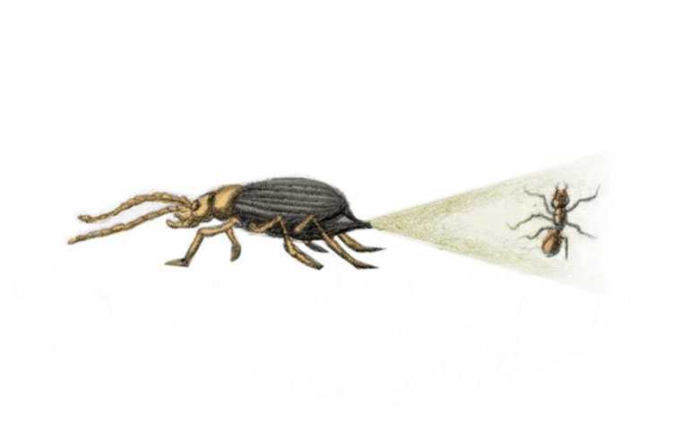 Bombardier beetle
