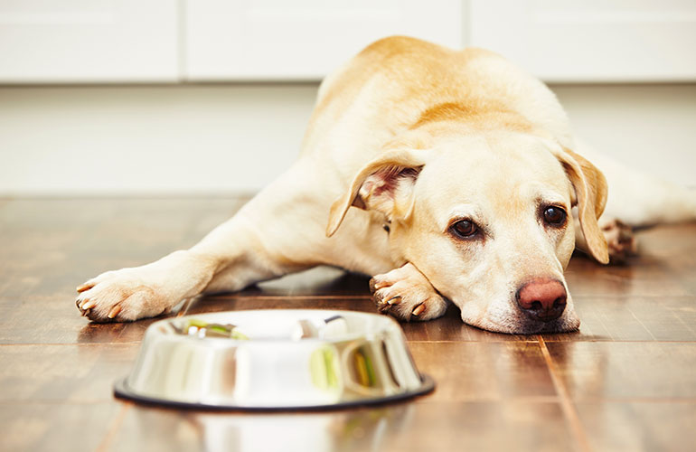 3. Leaving food in its bowl