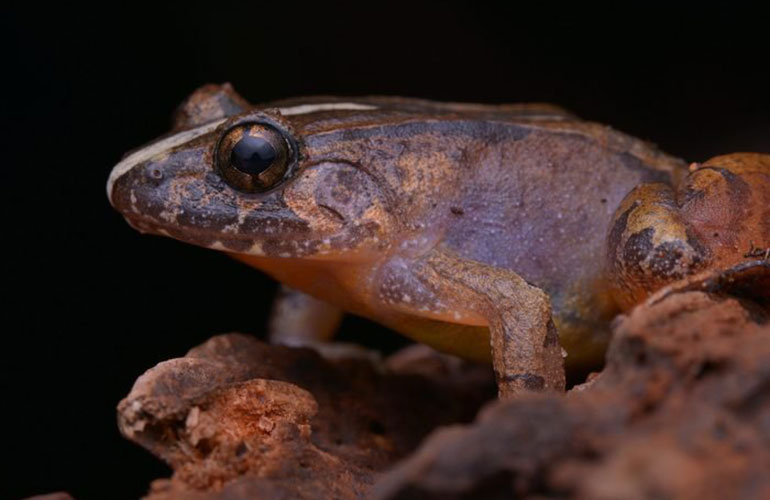 Fanged frogs