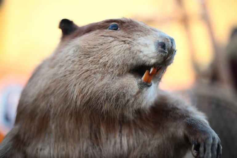 The store-trashing beaver