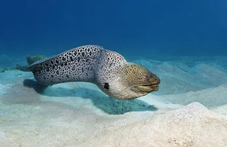 Massive eel