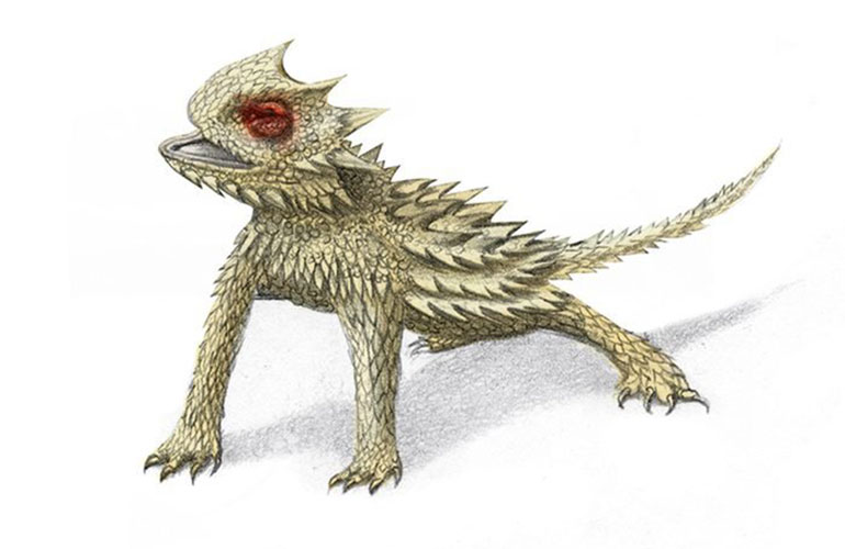 Horned lizard