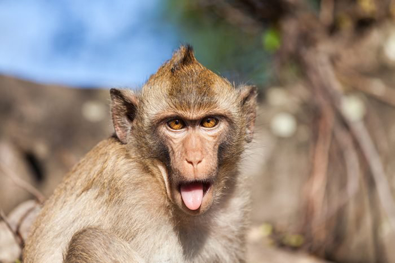 The gaolbird monkeys