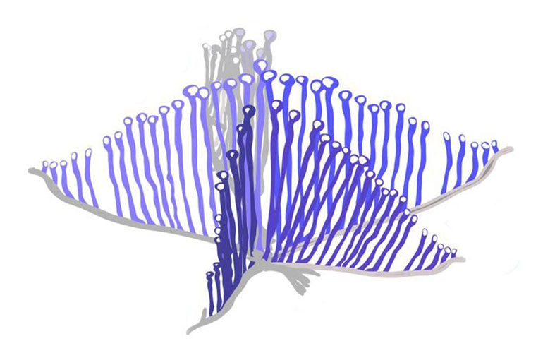 Carnivorous sponge