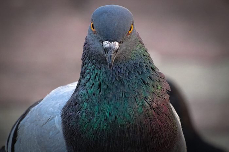 The spy pigeon